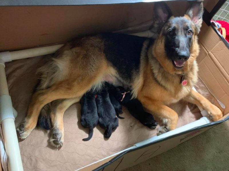 Top 8 Best German Shepherd Breeders in Oklahoma (OK)