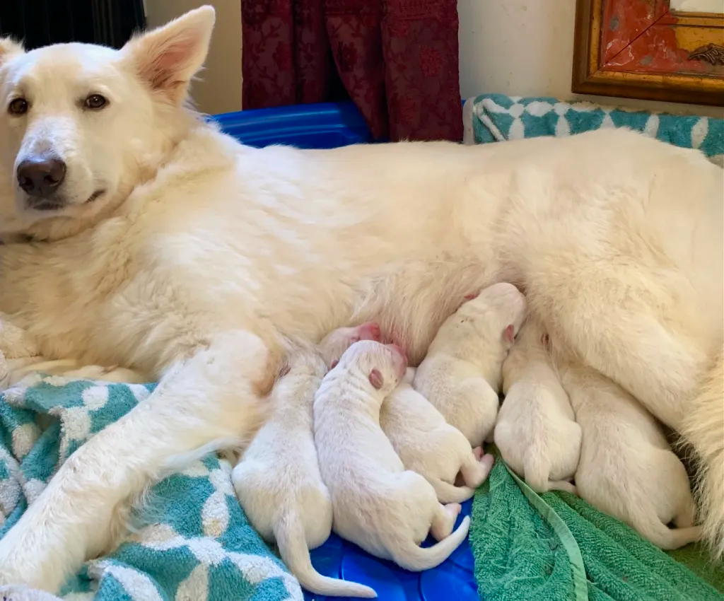 White AKC German Shepherd Puppies