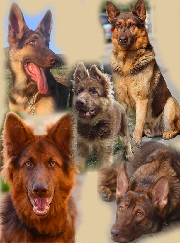 Liver Dilution of german shepherds