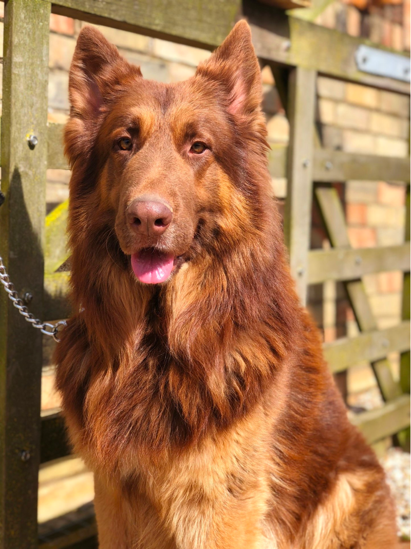 Liver and Tan German Shepherd