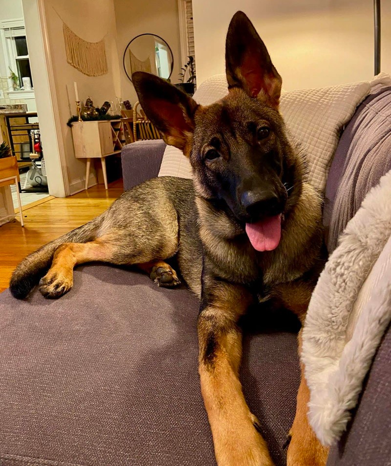 Living With The 7-Month-Old German Shepherd