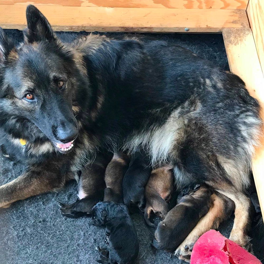 Louisiana Shepherd Puppies