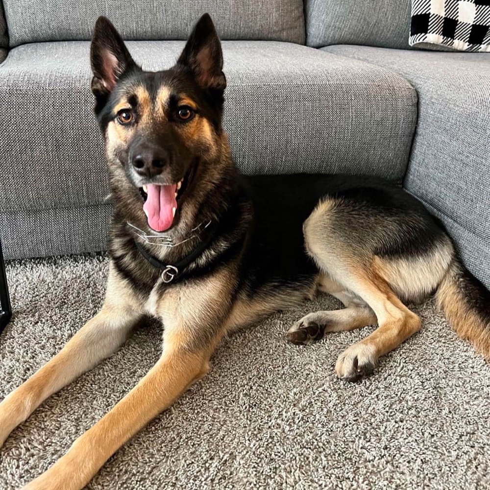 Mid-Atlantic German Shepherd Rescue