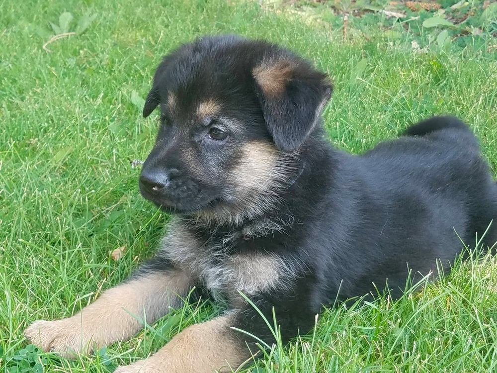 Top 4 Best German Shepherd Breeders in Montana (MT)