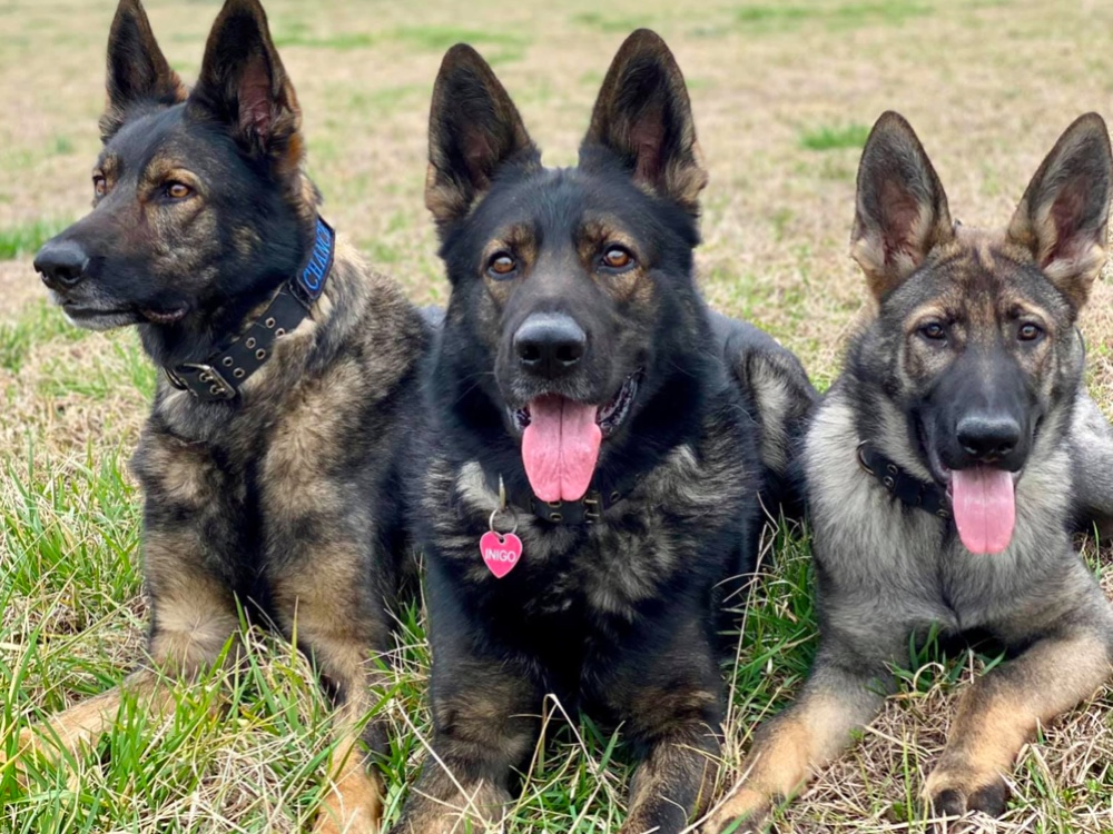 Roanwood German Shepherds