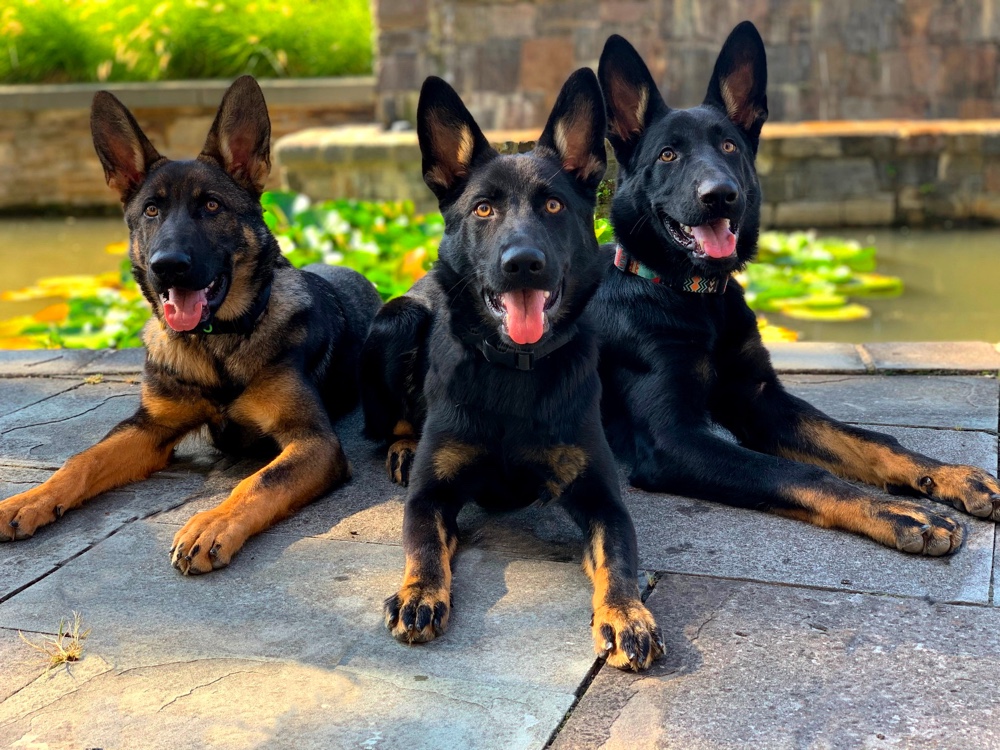 Rodina Straze German Shepherds