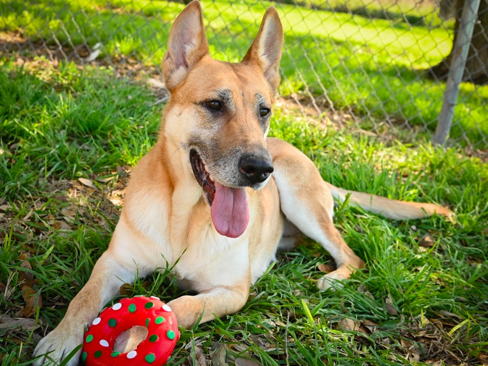 Sauver Des Chiens German Shepherd Rescue