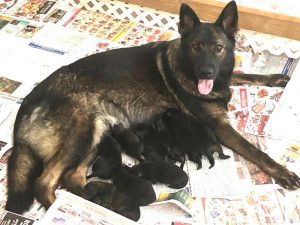 Schatten Kennels