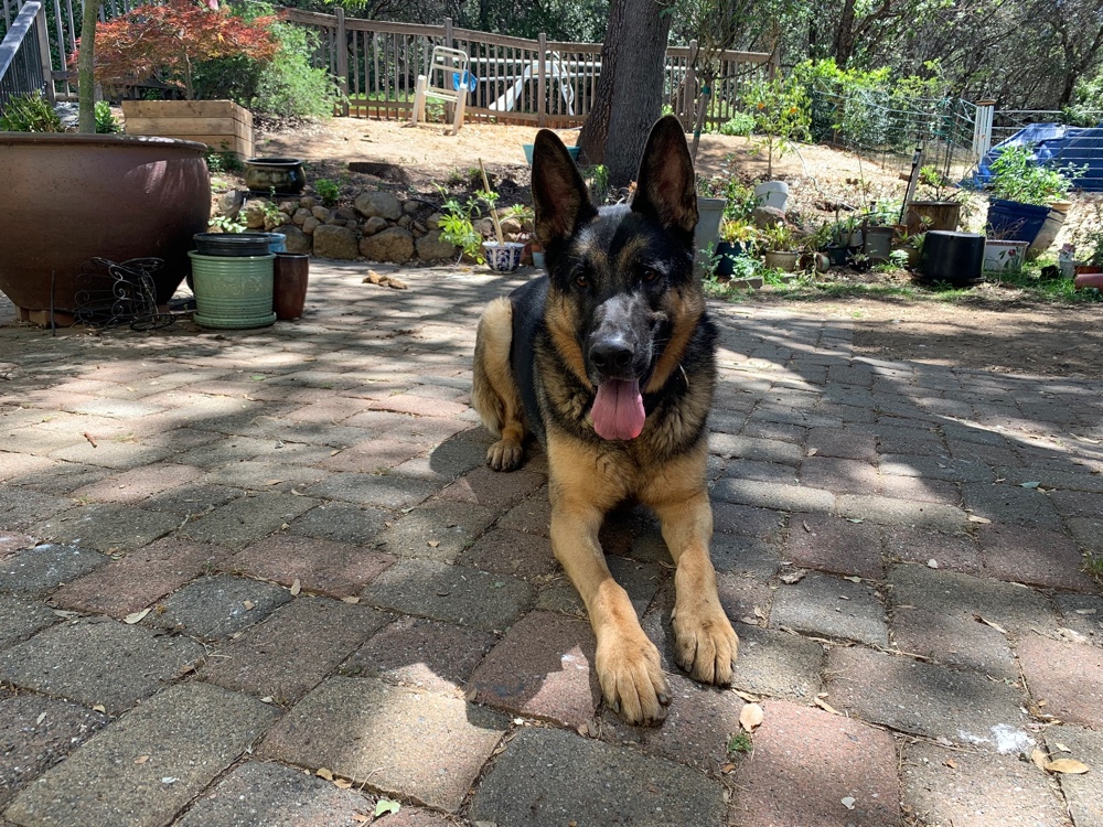 Second Chance German Shepherd Rescue