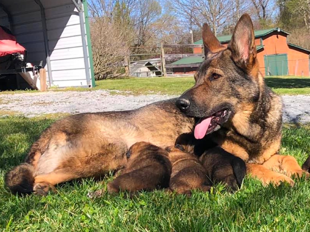 Sequoyah German Shepherds