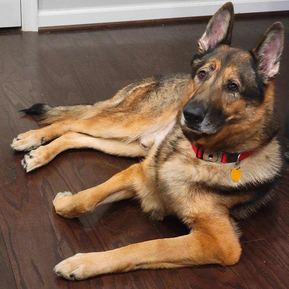 Shenandoah Shepherd Rescue