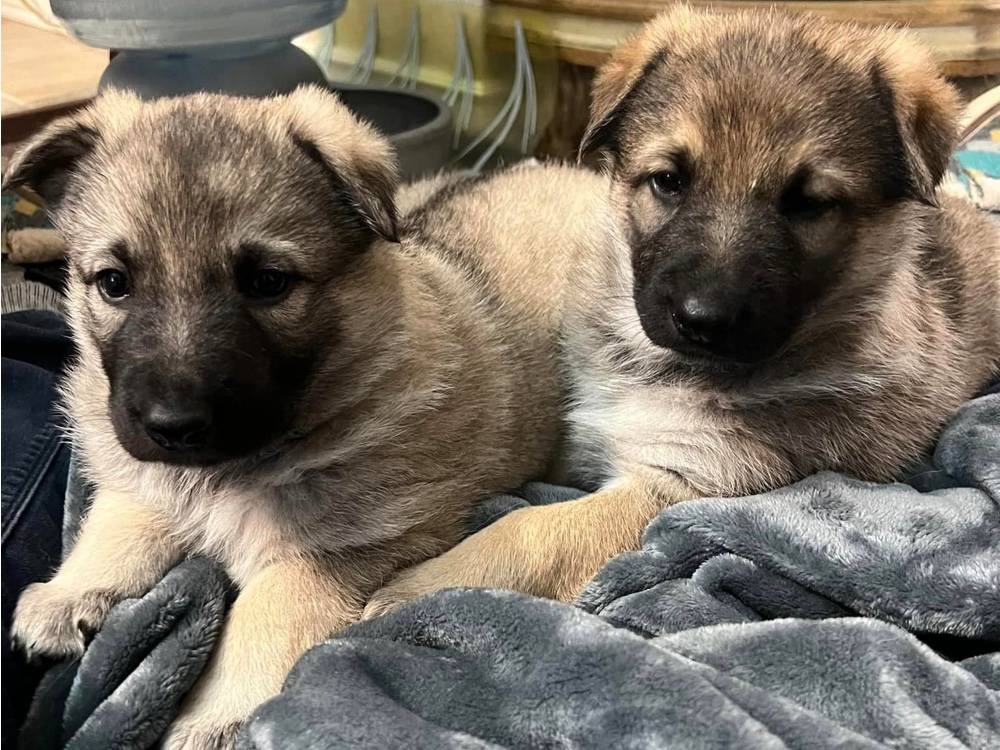 Silver Mountain German Shepherds