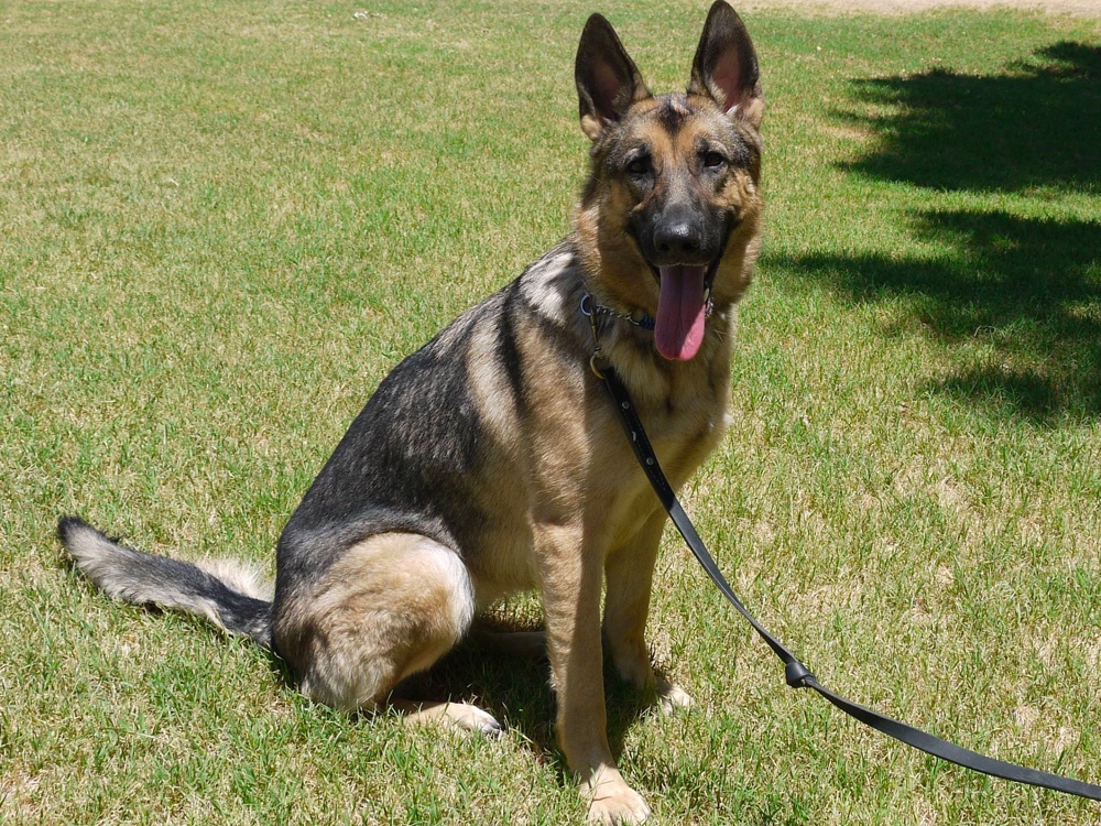 Southwest German Shepherd Rescue