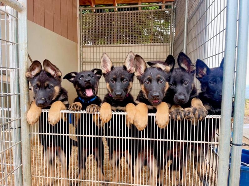 Top 8 Best German Shepherd Breeders in Idaho