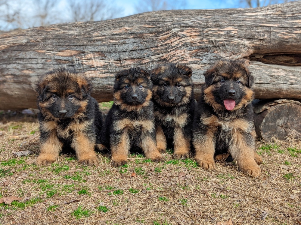 Twin Oaks German Shepherd Dogs