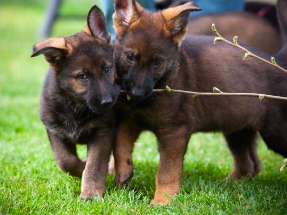 Vom Banach K9 German Shepherd and Puppies