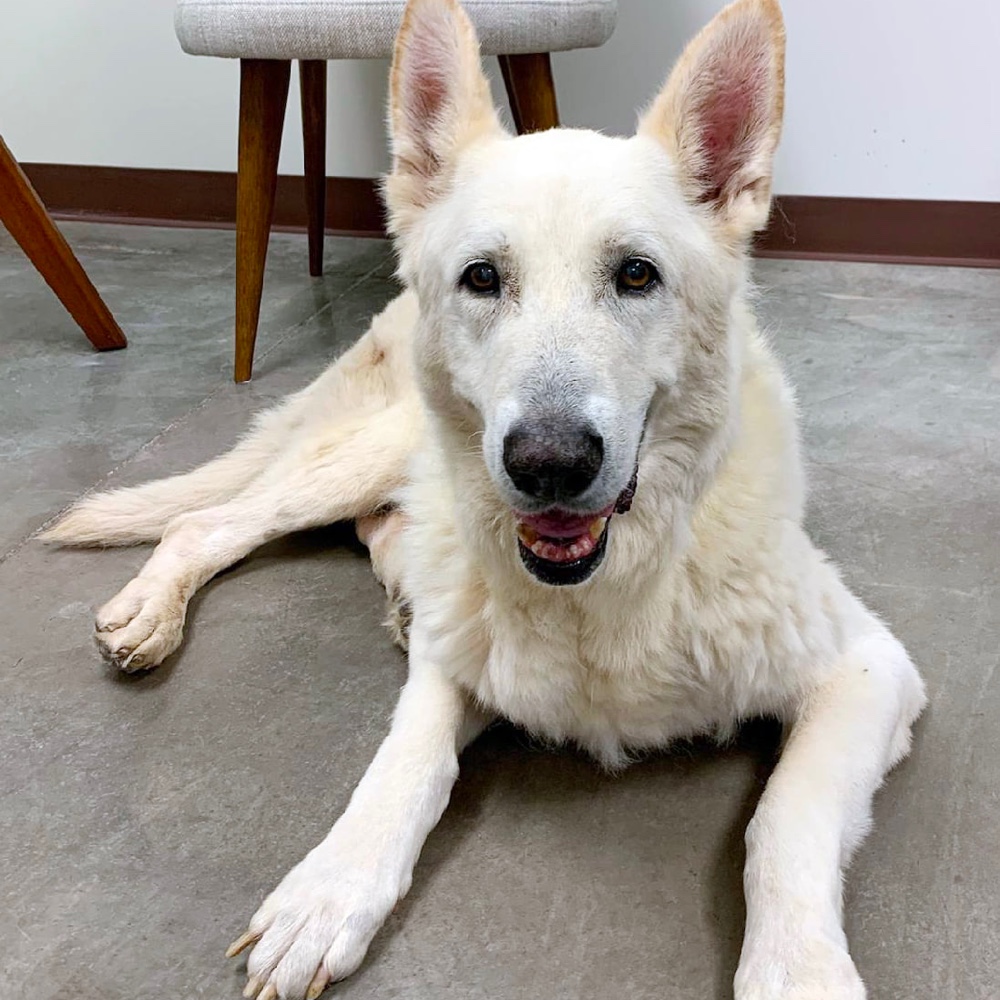 White German Shepherd Rescue