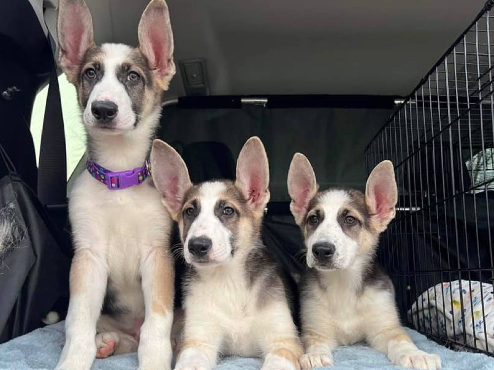 White Paws German Shepherd Rescue