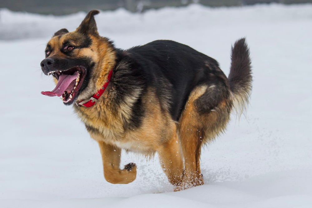 Why Are German Shepherds So Hyperactive