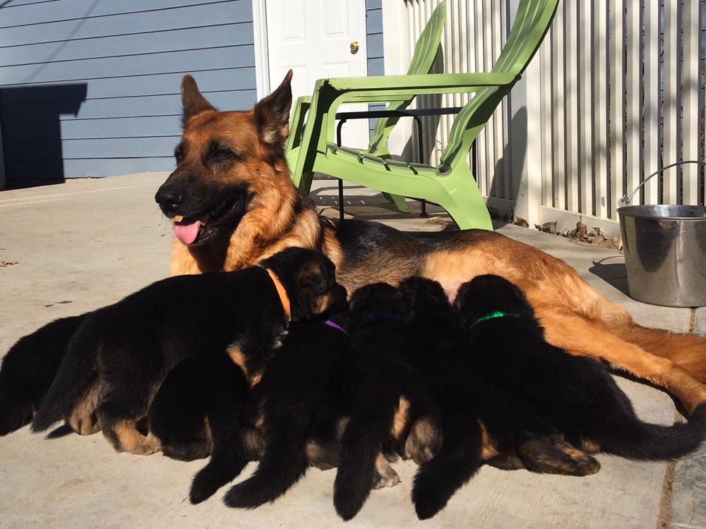 Zeder Kamme German Shepherds