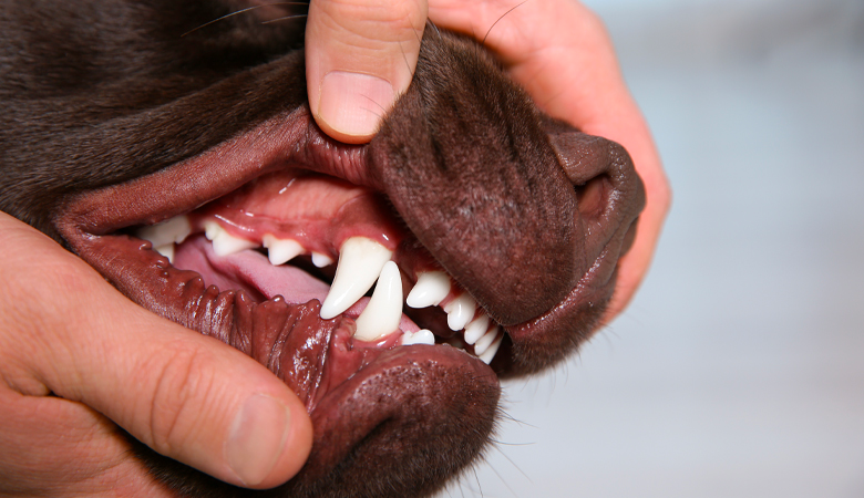 adult german shepherd teeth