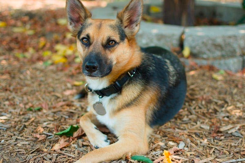 chihuahua mixed with german shepherd