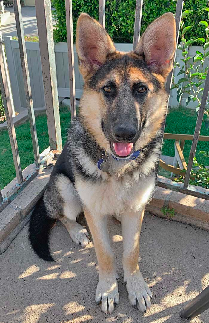 german shepherd 5 months old