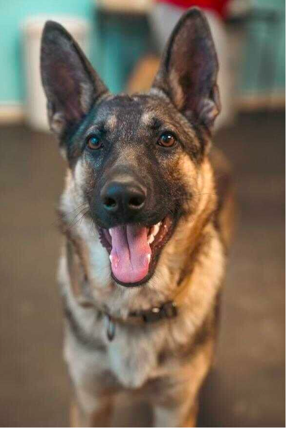 german shepherd 8 months