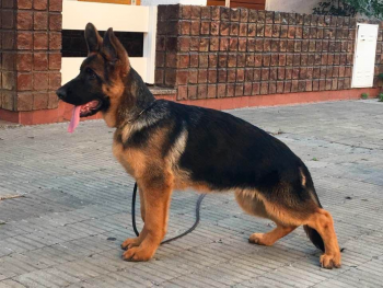 german shepherd at 5 months old