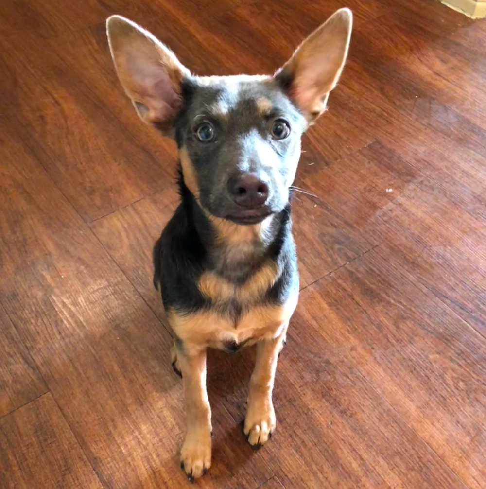 German Shepherd Chihuahua A Mix of Small Saucy With Big and Rugged