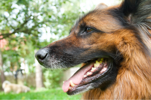 german shepherd teeth