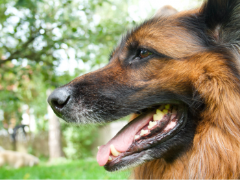 german shepherd teeth