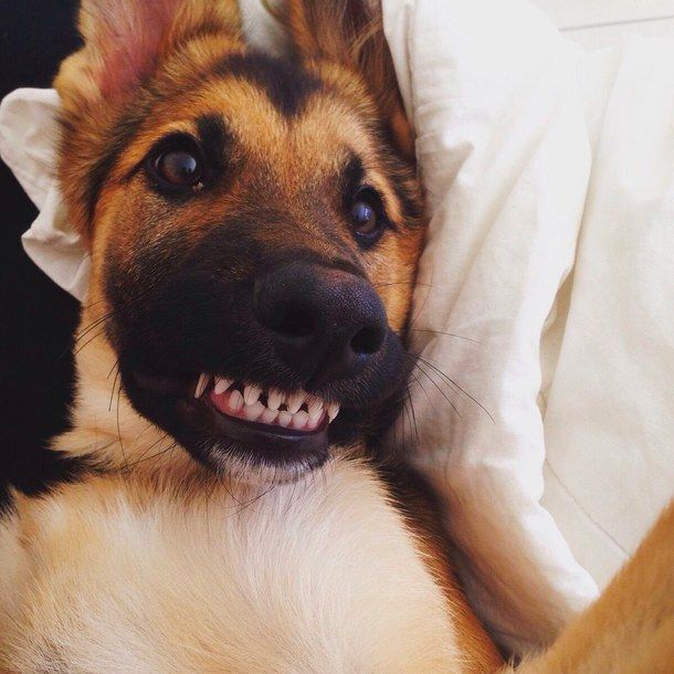 german shepherds baby teeth