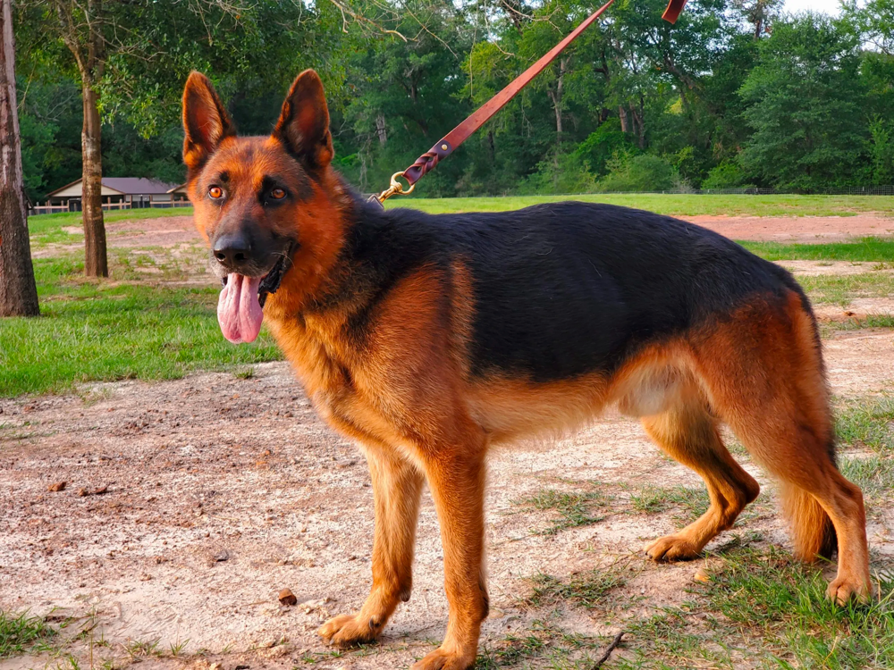 ideal weight german shepherd