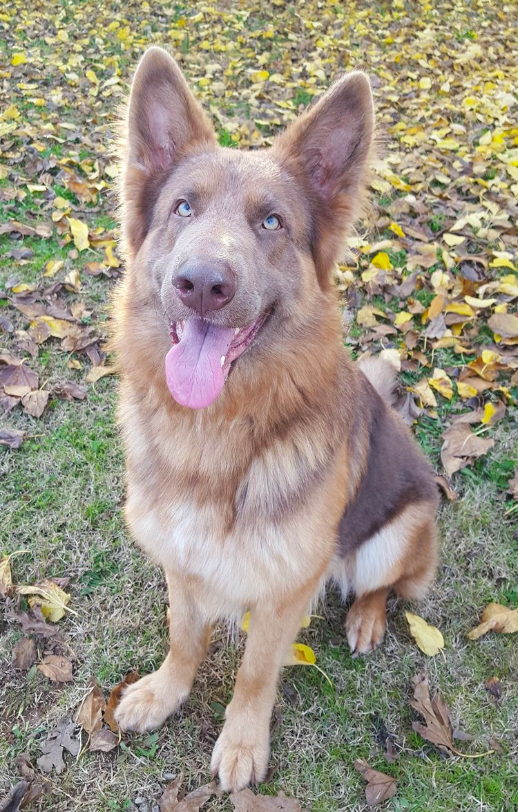 isabella color german shepherd