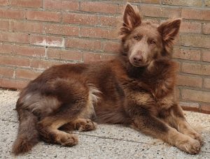 isabella colored german shepherd