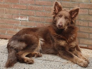 isabella colored german shepherd