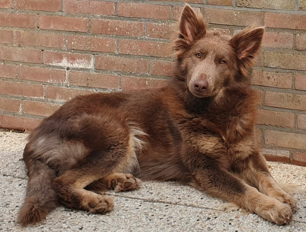 isabella colored german shepherd 