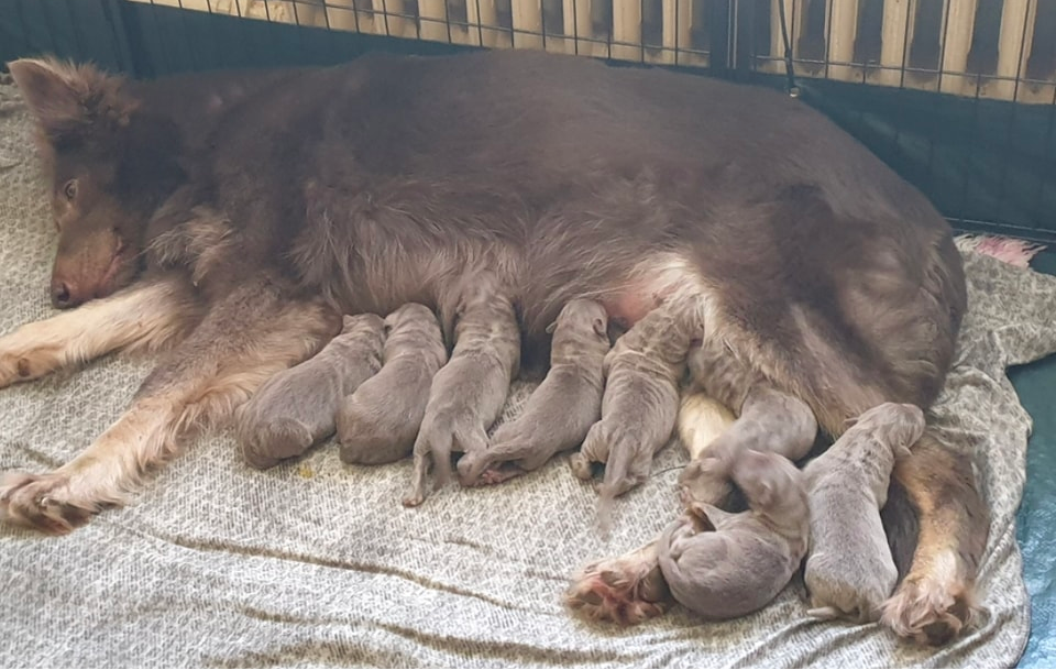 isabella german shepherd puppies for sale