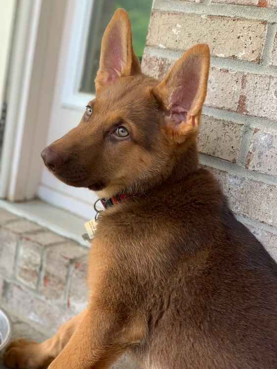 liver german shepherd puppies