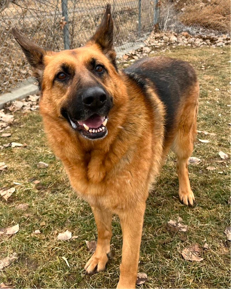 obese german shepherd