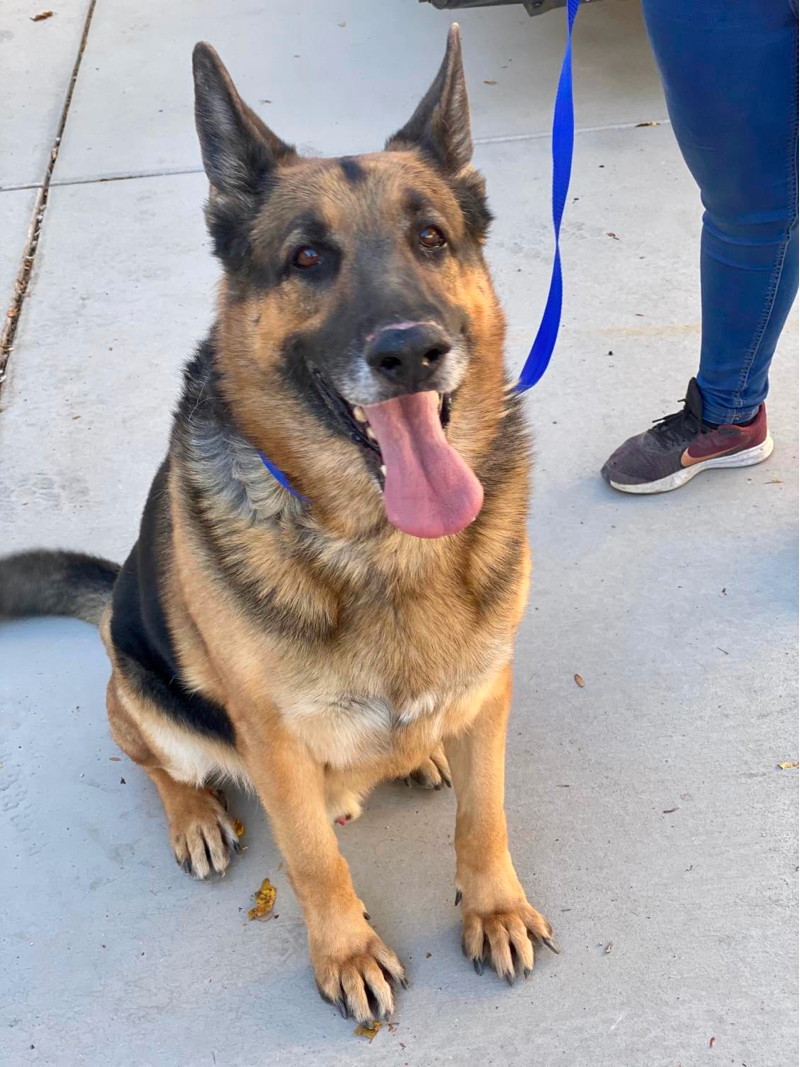 overweight german shepherd