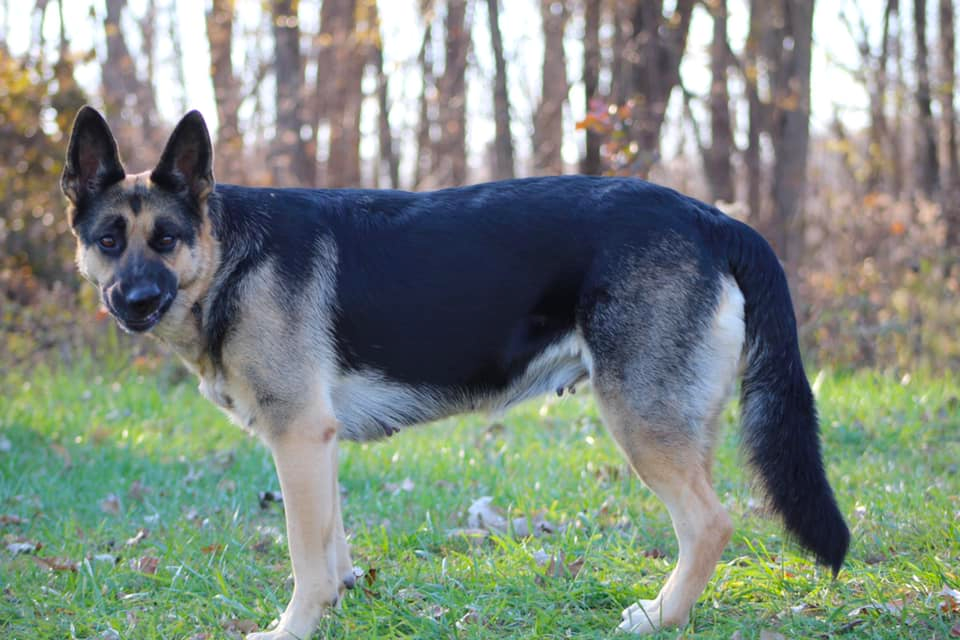 when do female german shepherds go into heat