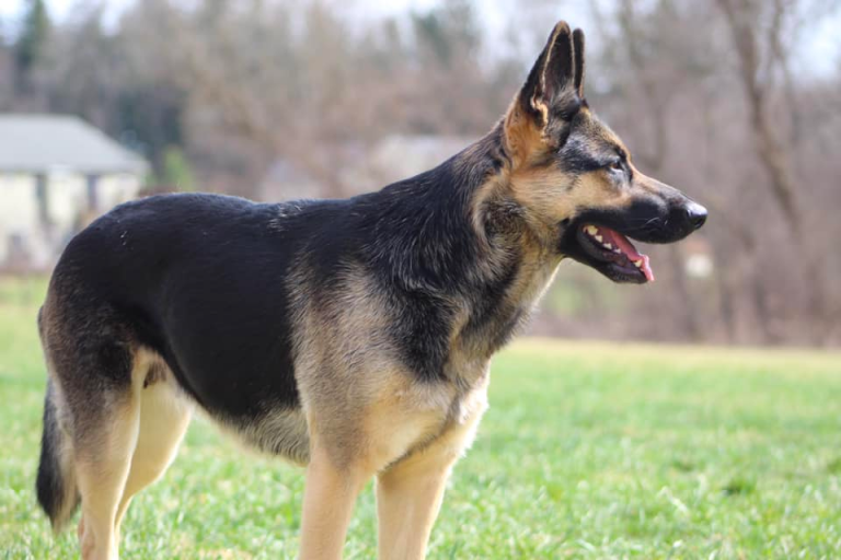 When Do German Shepherds Go Into Heat? The German Heat Cycle Fully