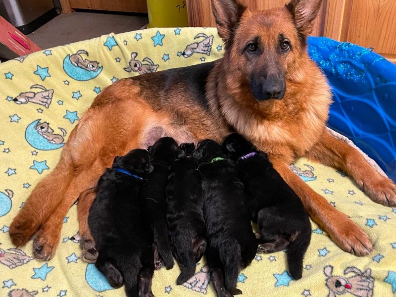 Long Haired German Shepherd Puppies For Sale in The United States