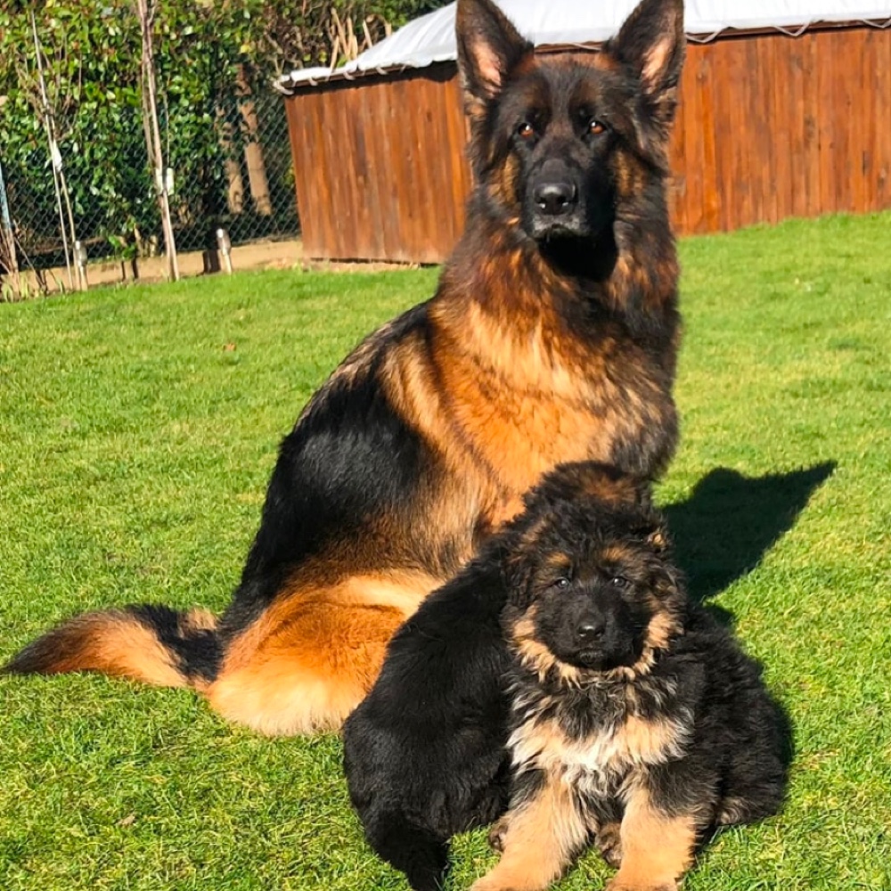 Long Haired German Shepherd Puppies For Sale in The United States