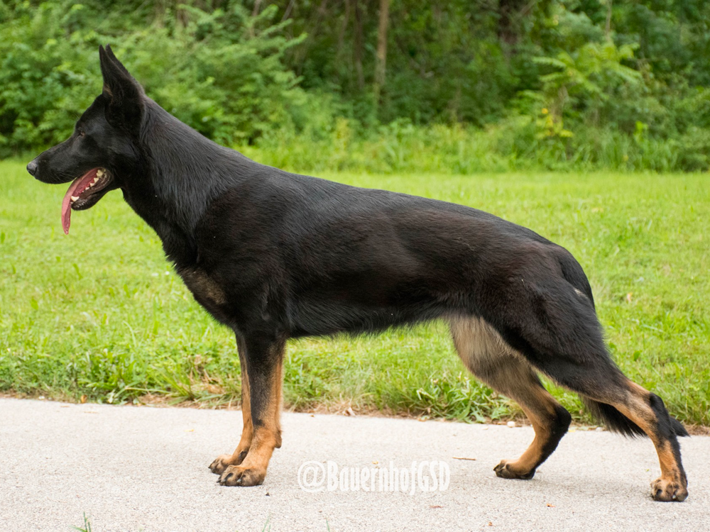 Bi-Color German Shepherd