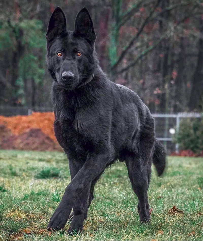 Black German Shepherd