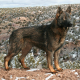 DDR German Shepherd