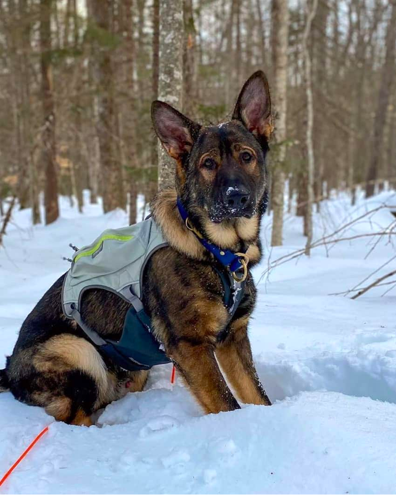 DDR German Shepherd Exercise Need